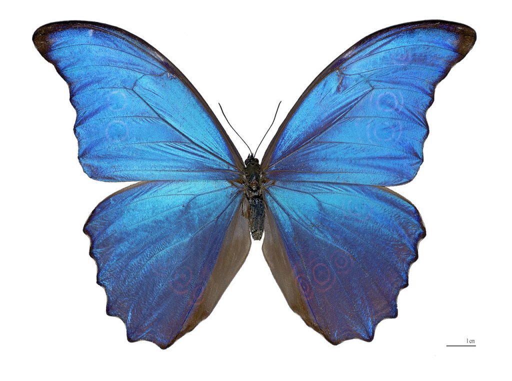 1280px-Morpho_didius_Male_Dos_MHNT