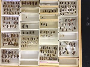 A drawer from the Virginia Tech Insect Collection