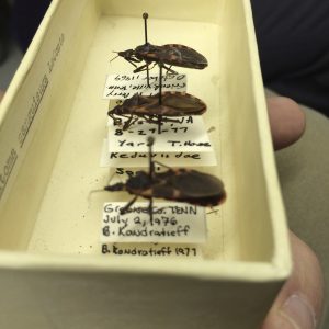 A box of one species of Assassin Bugs (Reduviidae)