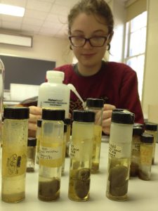 Katy Lawler, an undergraduate researcher in Dr. Marek's lab, refilling vials. Pictured in front are vials of stomachs of the eastern chipmunk.