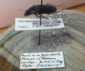 Carabid_Gymshorts