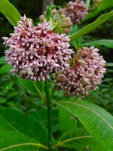 Asclepias_syriaca_-_Common_Milkweed