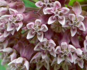 Common_Milkweed_(1035856056)