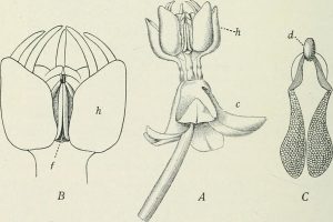 Entomology_-_with_special_reference_to_its_biological_and_economic_aspects_(1906)_(14781610264)