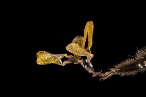 Melissodes_trinodus,_f,_foot,_polynia_of_milkweek,_aa_co,_md_2014-07-09-19.33.21_ZS_PMax_(14436615847)